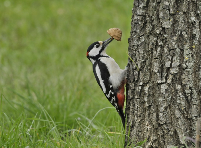 Picchio rosso maggiore - Dendrocopus major